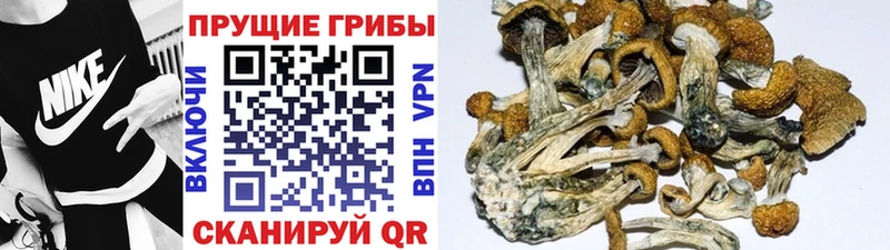 Псилоцибиновые грибы MAGIC MUSHROOMS  Купить закладки  Городище 